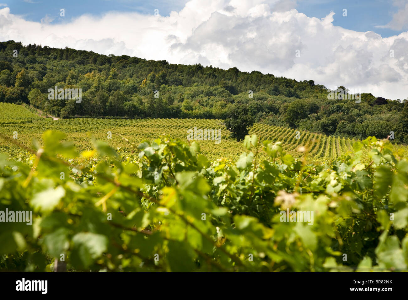 Denbies vigneti Foto Stock