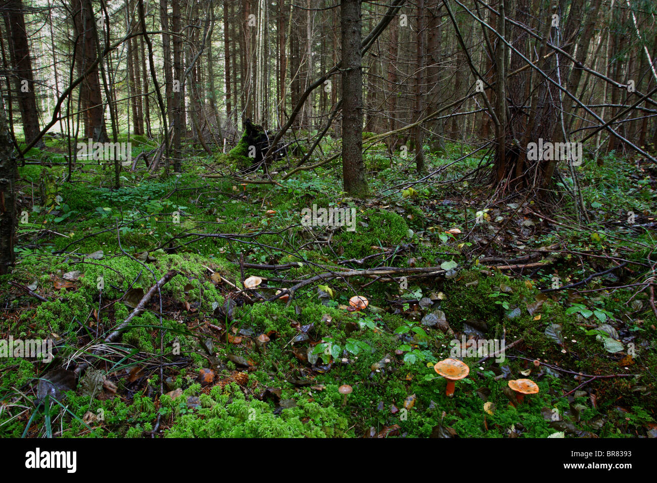 Falso zafferano milkcaps (Lactarius deterrimus) nel bosco di abeti. Foto Stock