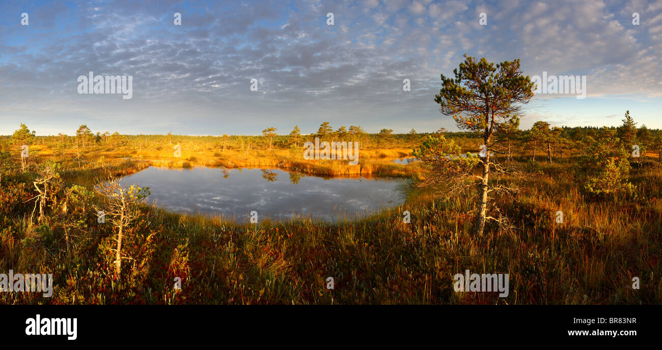 Vista panoramica di Männikjärve Bog piscina al tramonto, Endla Riserva Naturale, Estonia Foto Stock