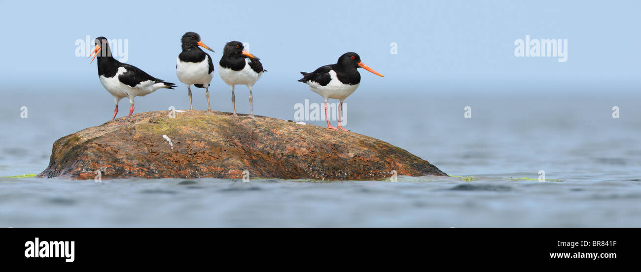 Panorama di Oystercatcher (Haematopus ostralegus) famiglia sulla pietra. Estate 2010 Foto Stock