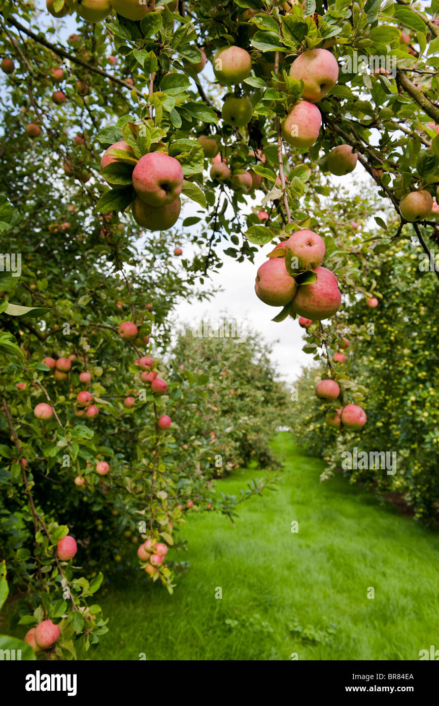 Rosso mature le mele da sidro appeso a un albero in un Somerset orchard ritratto Foto Stock