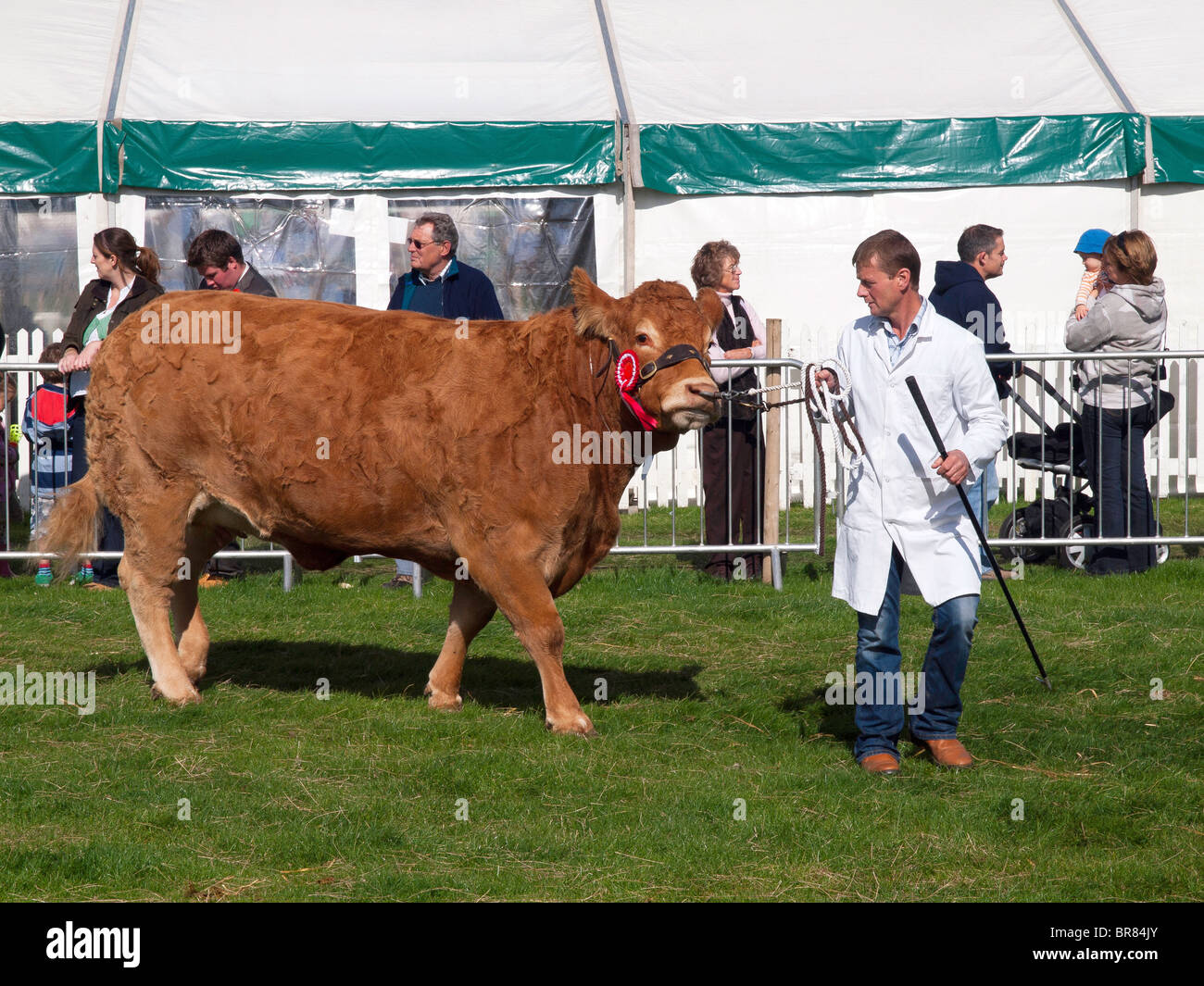Contadino con una vincita brown Limousin mucca nel mostrare l'anello Stokesley Agricultural Show 2010 Foto Stock