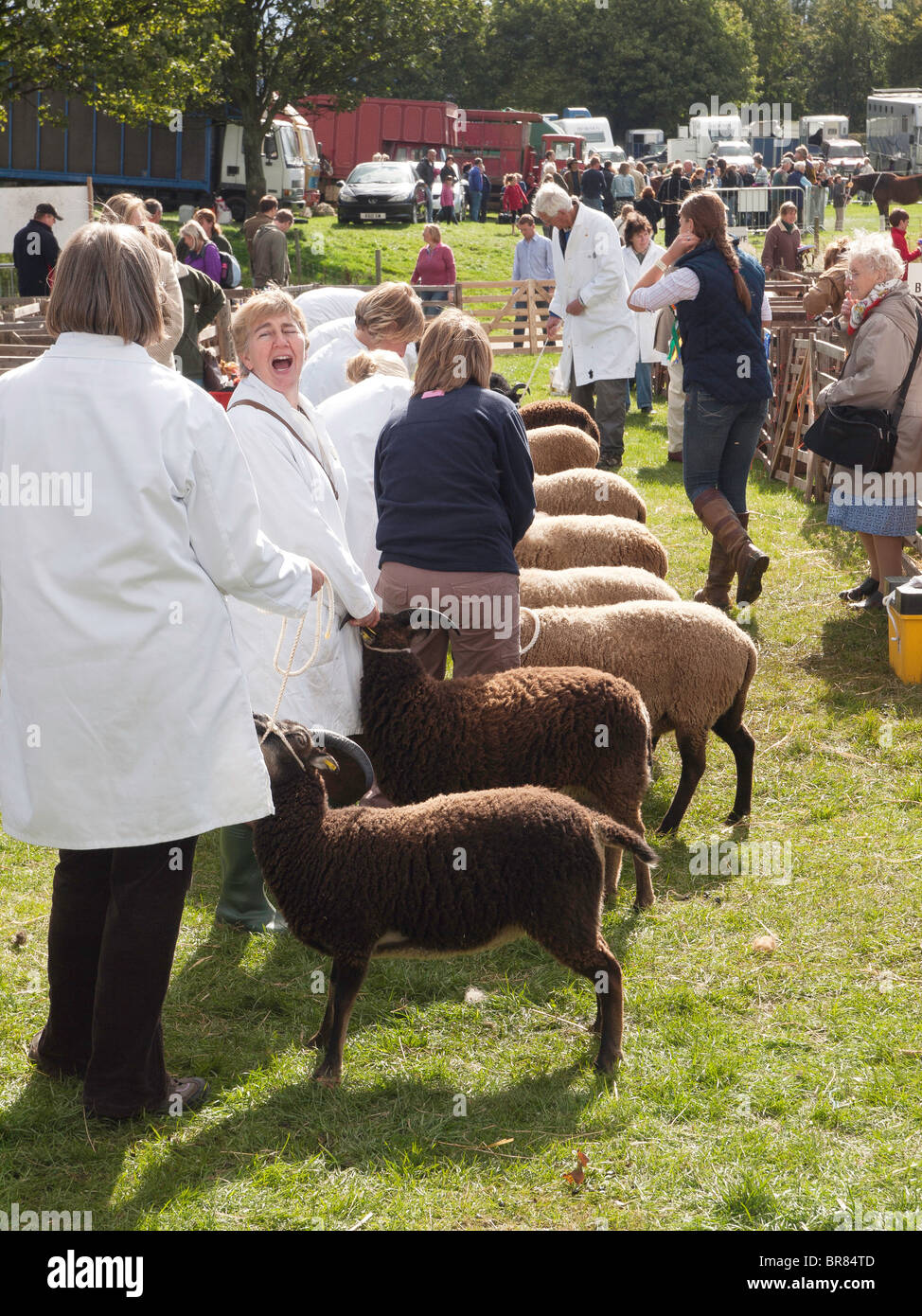 Agriturismo La donna con le loro pecore essendo giudicato a Stokesley Agricultural Show 2010 Foto Stock