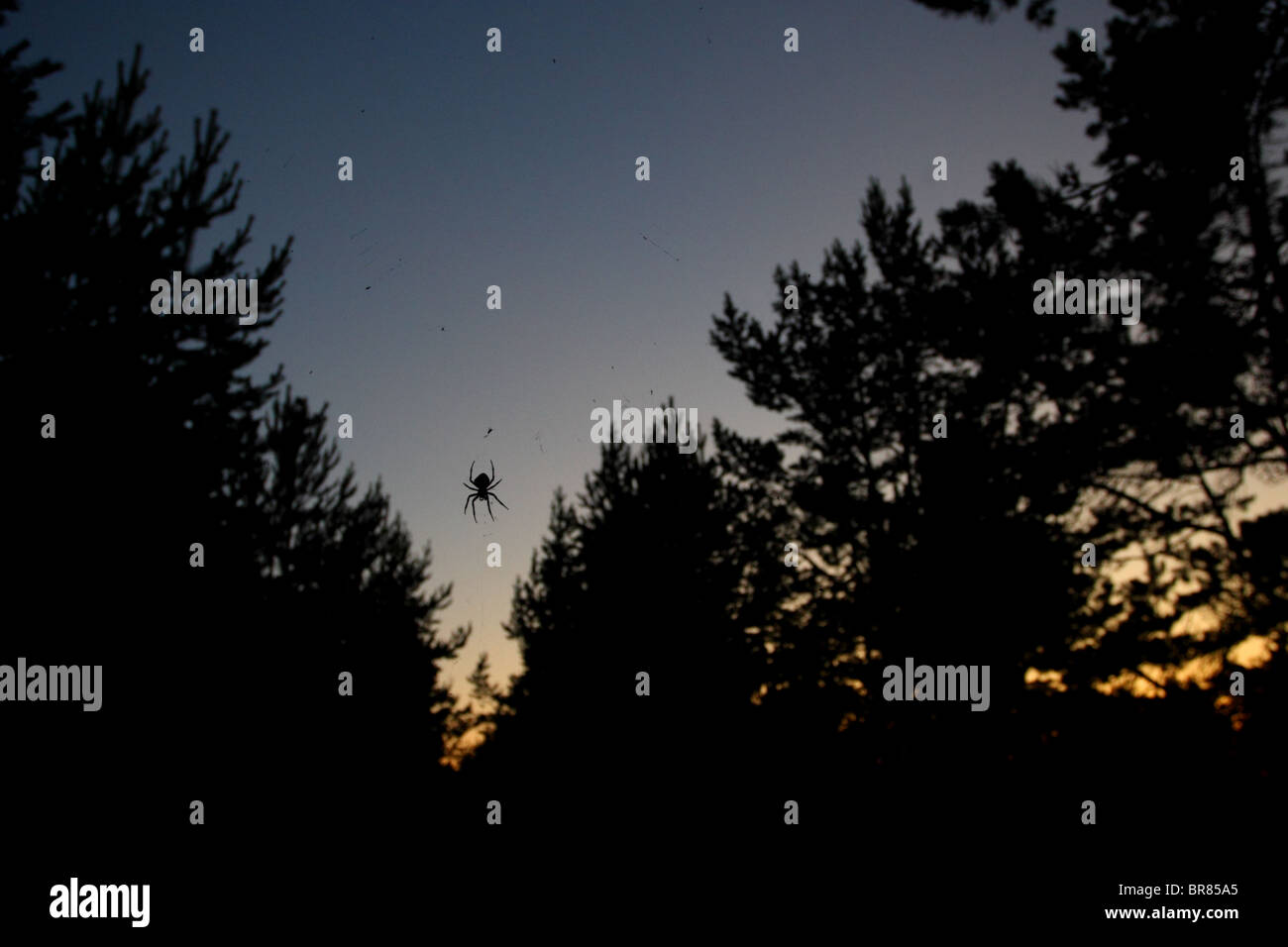 Ragno di grandi dimensioni (giardino o croce spider) seduto sul web di notte. Foto Stock