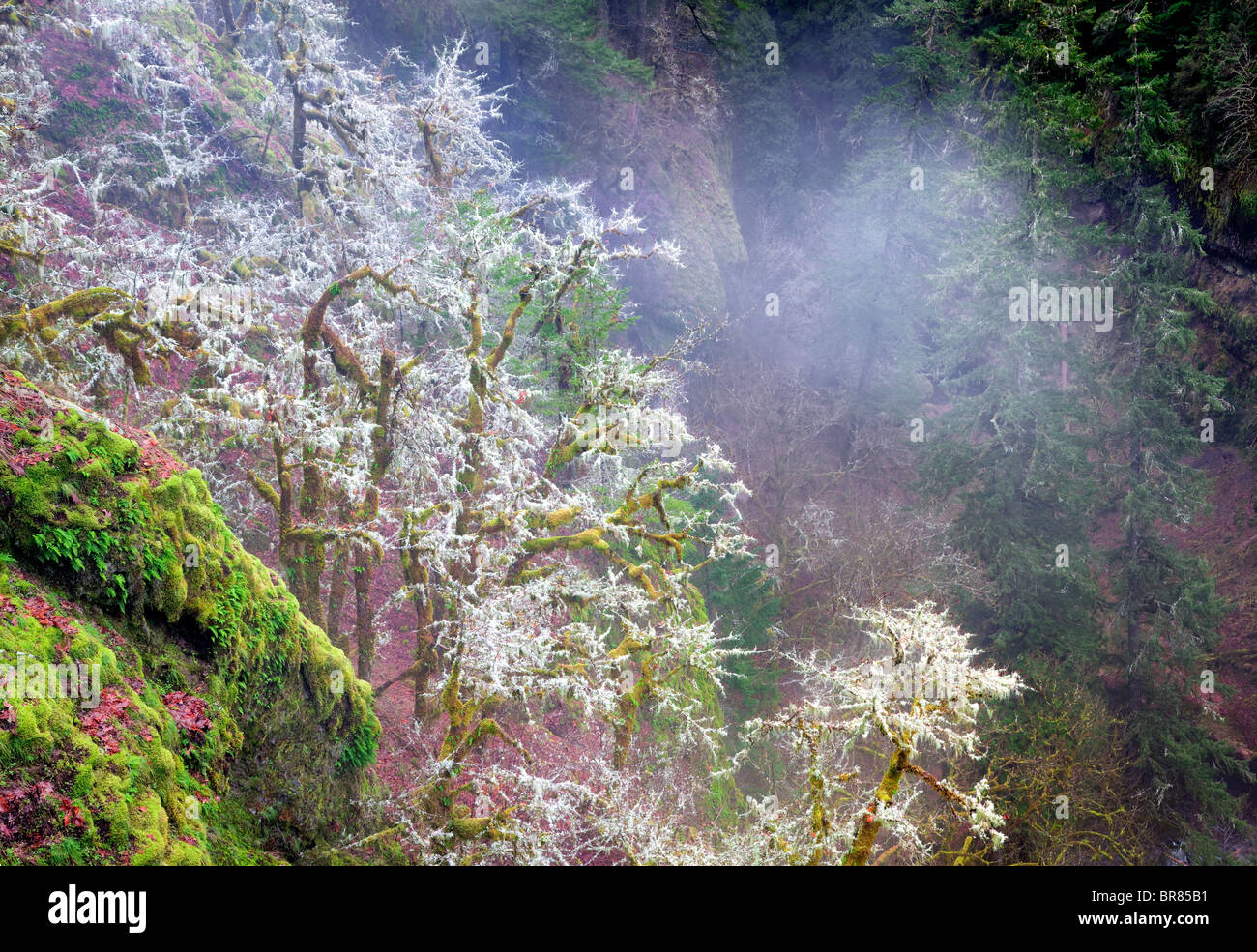 Il muschio e la nebbia nella foresta. Eagle Creek bacino. Columbia River Gorge National Scenic Area, Oregon Foto Stock