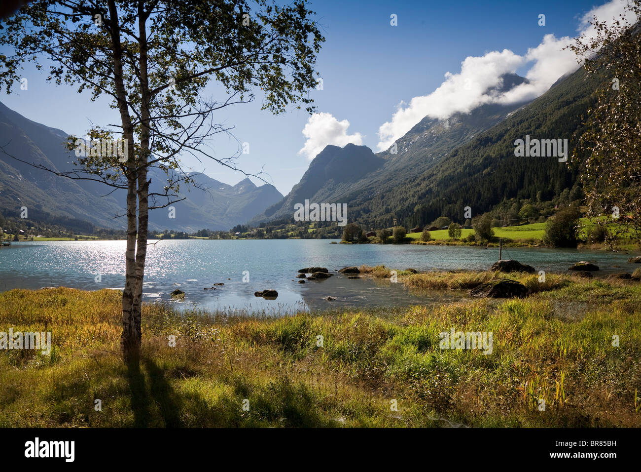 In estate il lago di scena, lago anticato, Norvegia. Albero in primo piano Foto Stock