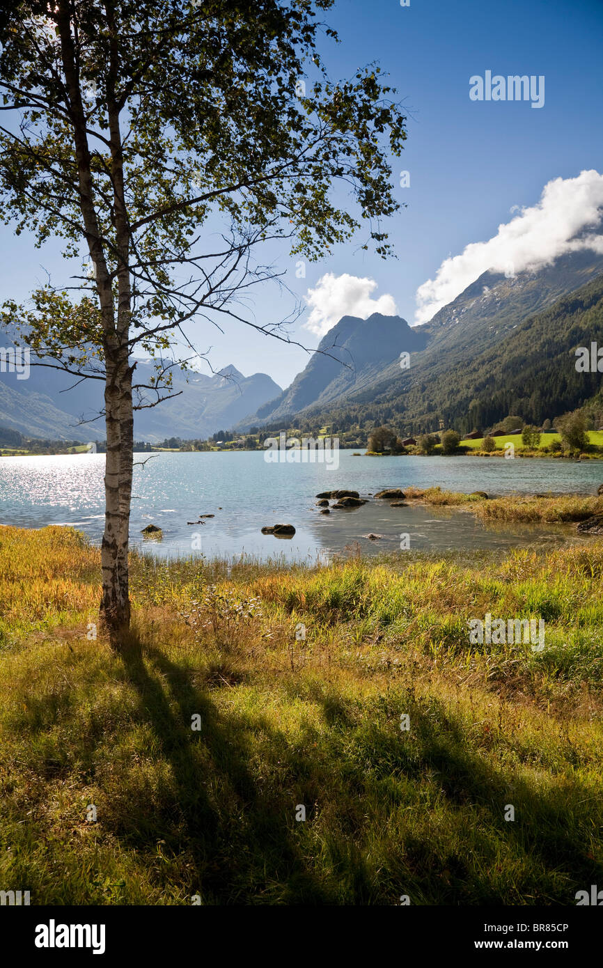 In estate il lago di scena, lago anticato, Norvegia. Albero in primo piano Foto Stock