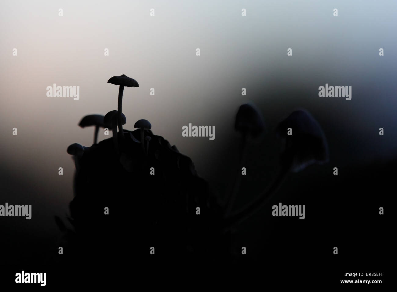 Silhouette di coltivazione di funghi poco. Foto Stock