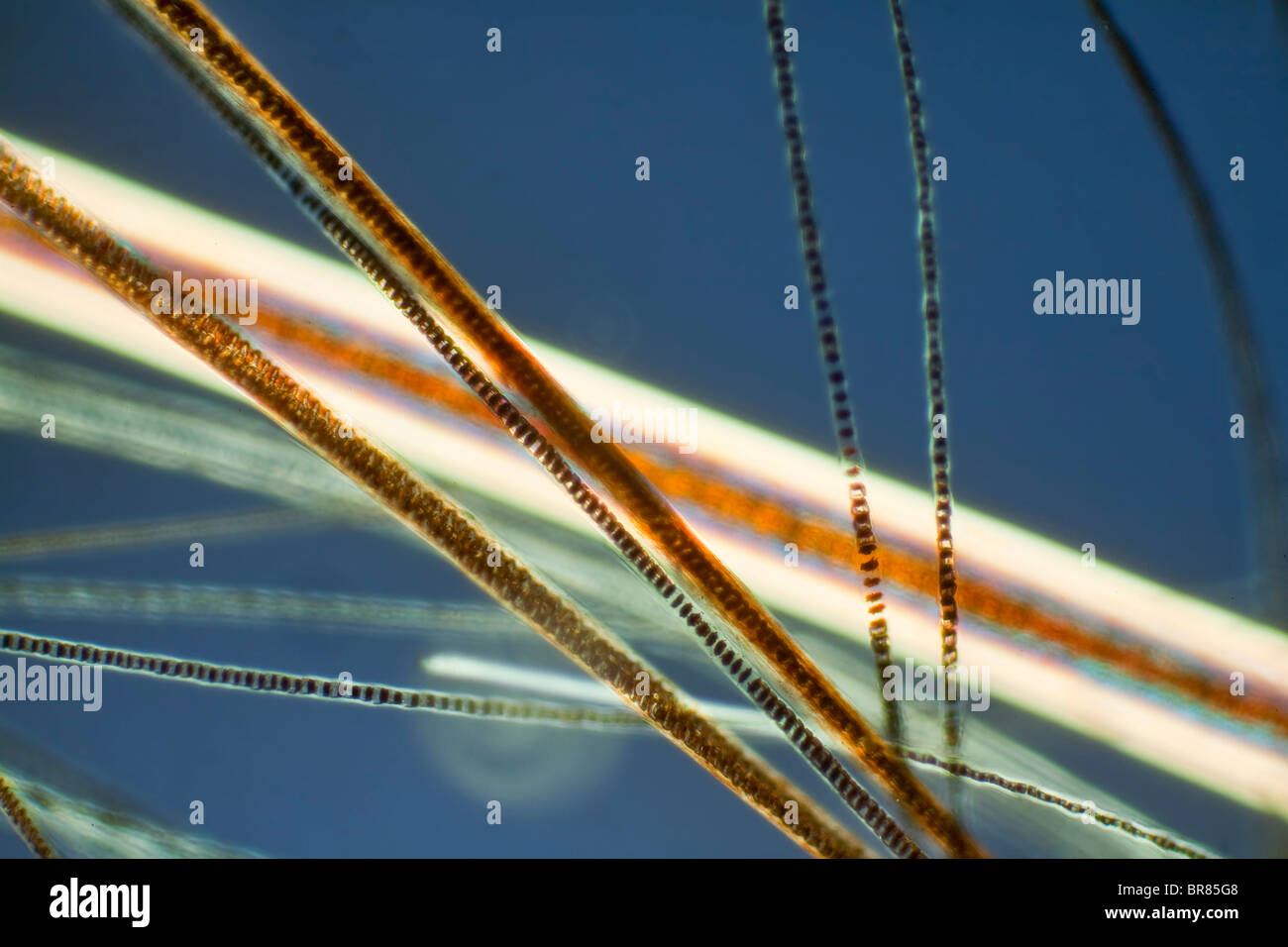 Polarizzata incrociata fotomicrografia, capelli di house mouse (Mus musculus) Foto Stock