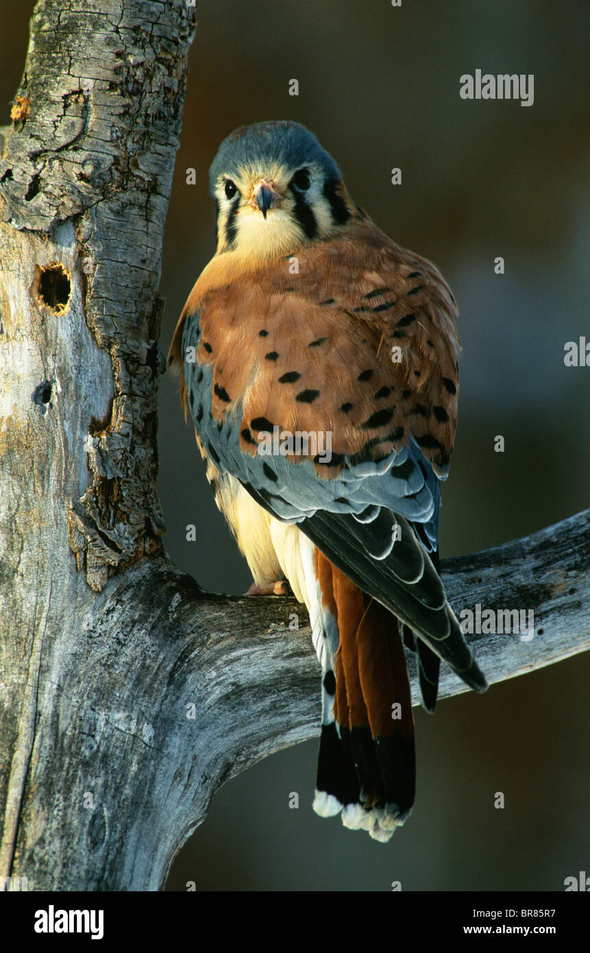 American gheppio o Sparviero Falco sparverius E USA Foto Stock