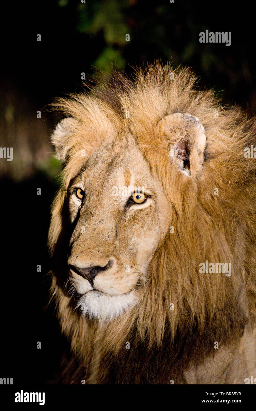 Ritratto di Leone maschio di notte nel Parco Nazionale di Kruger in Sud Africa Foto Stock