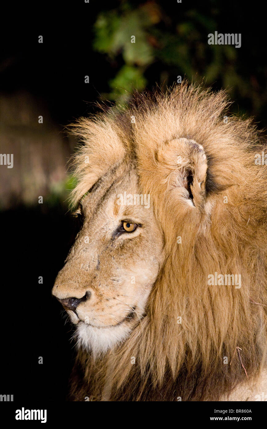 Ritratto di Leone maschio di notte nel Parco Nazionale di Kruger in Sud Africa Foto Stock