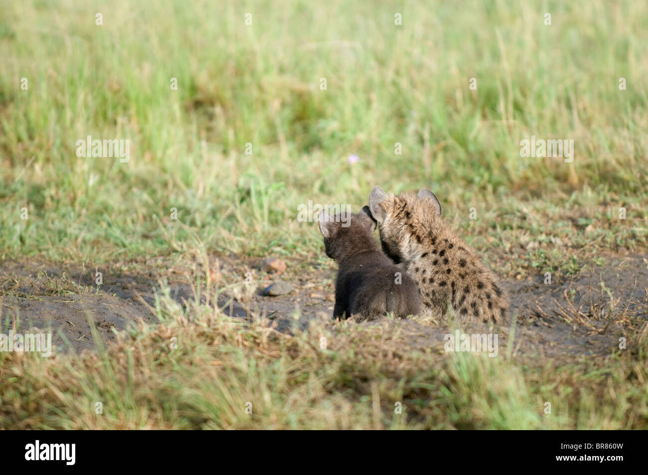 Due baby iene coccola insieme nell'erba. Foto Stock