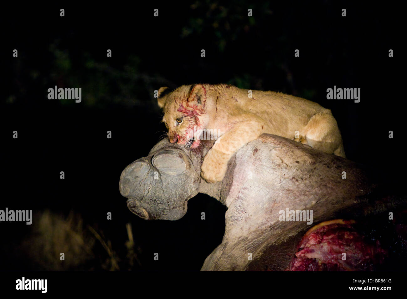 Lion cub mangiare ippopotamo morto nel Parco Nazionale di Kruger in Sud Africa Foto Stock