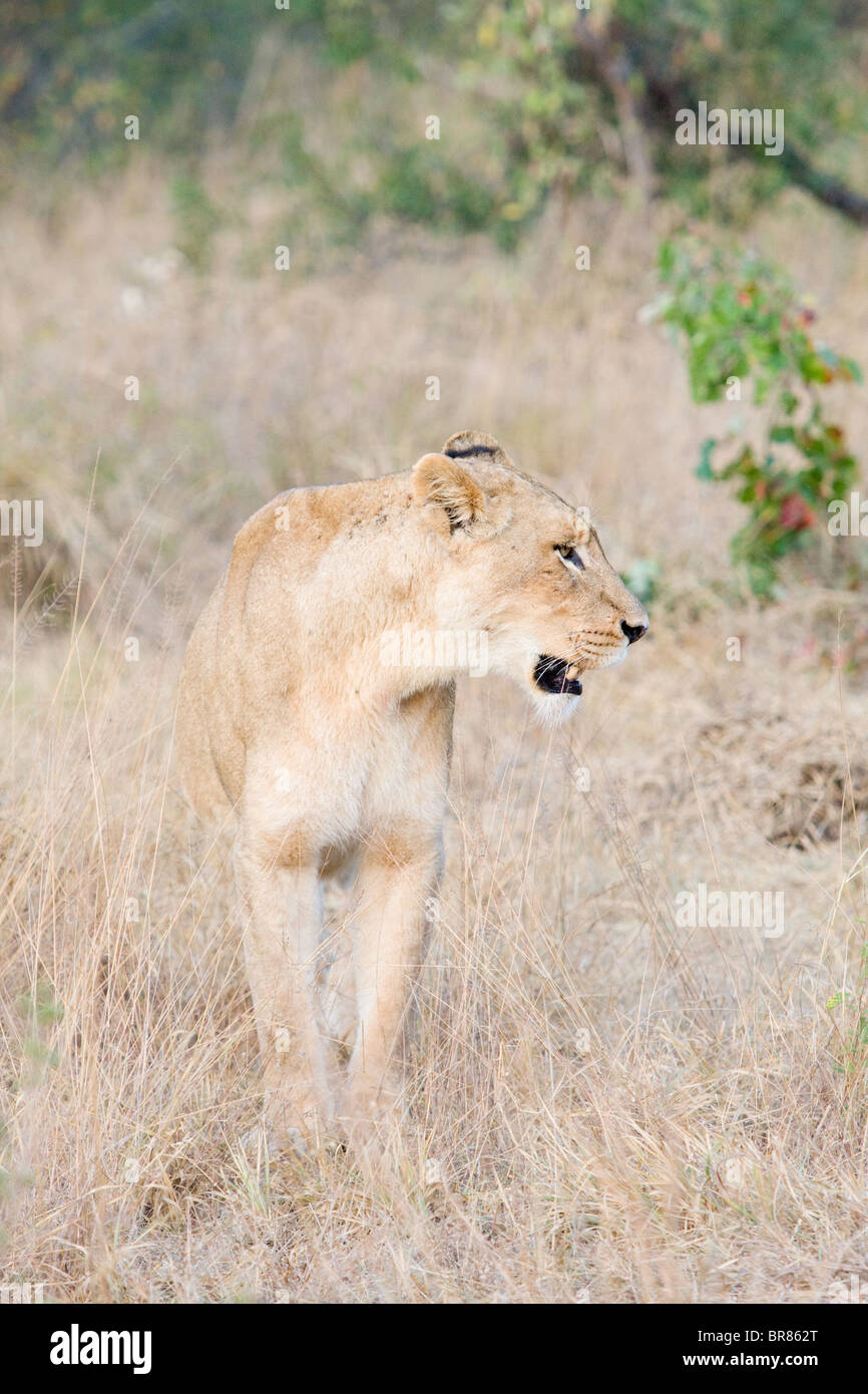 Leonessa a Piedi nel Parco Nazionale di Kruger in Sud Africa Foto Stock