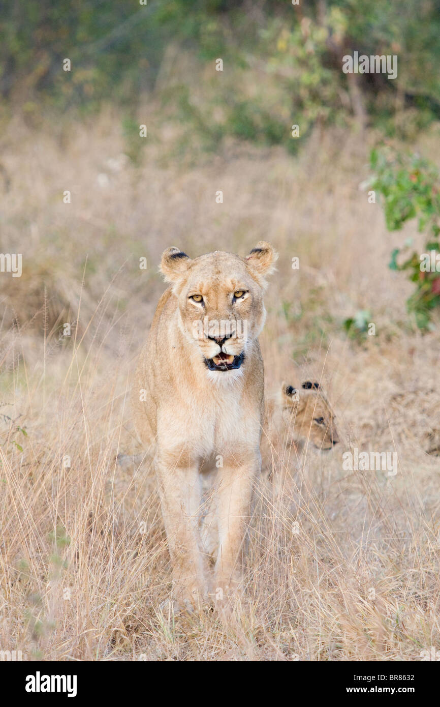 Leonessa a piedi con cub nel Parco Nazionale di Kruger in Sud Africa Foto Stock
