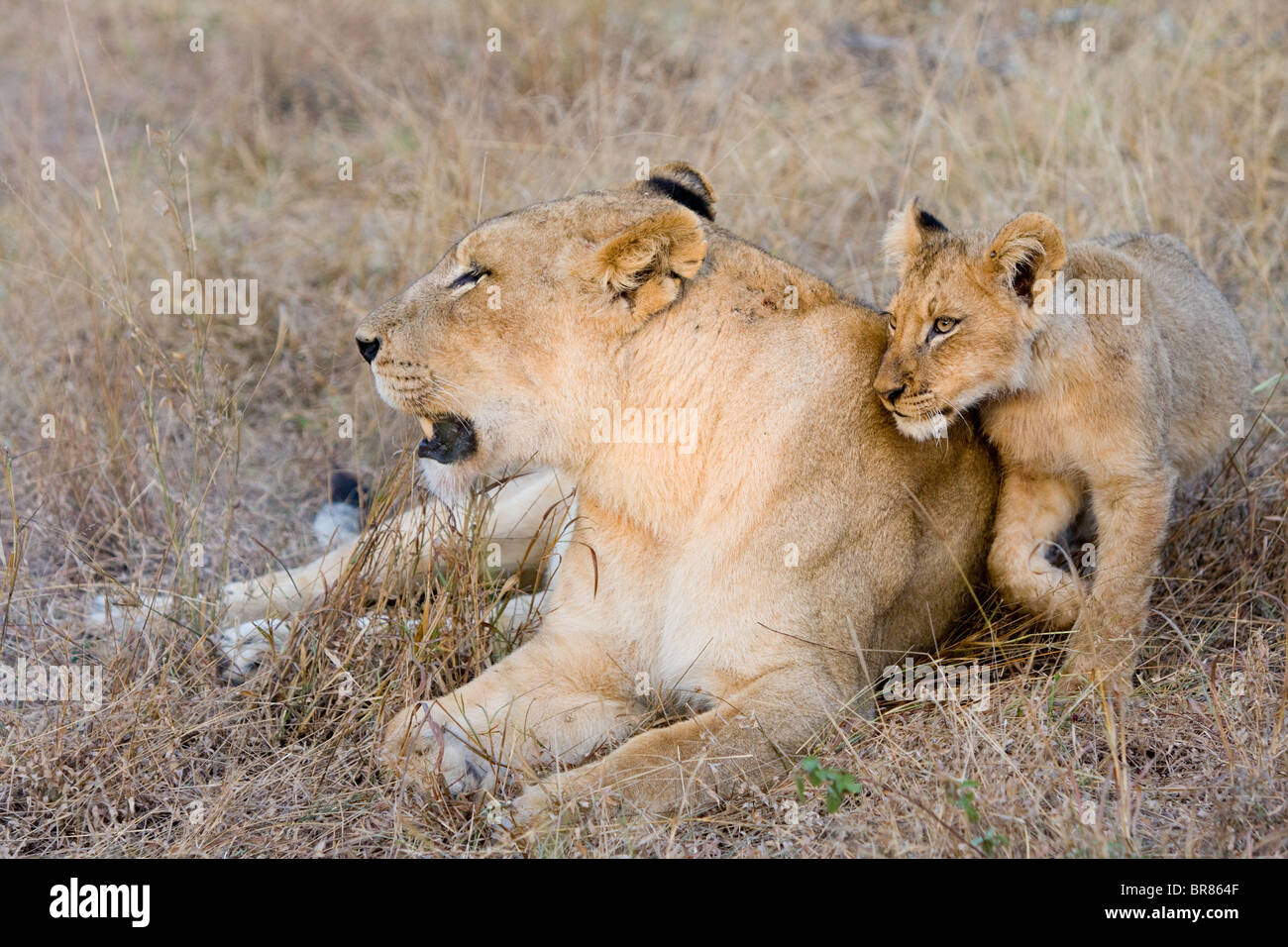 Lion cub sfregamento accanto a Leonessa nel Parco Nazionale di Kruger in Sud Africa Foto Stock