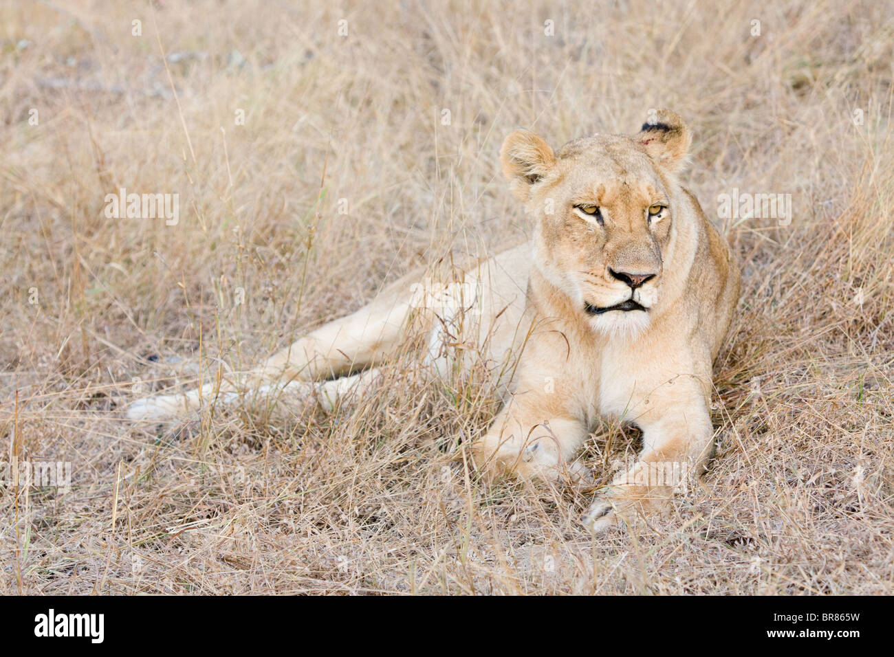 Leonessa appoggiata nel Parco Nazionale di Kruger in Sud Africa Foto Stock
