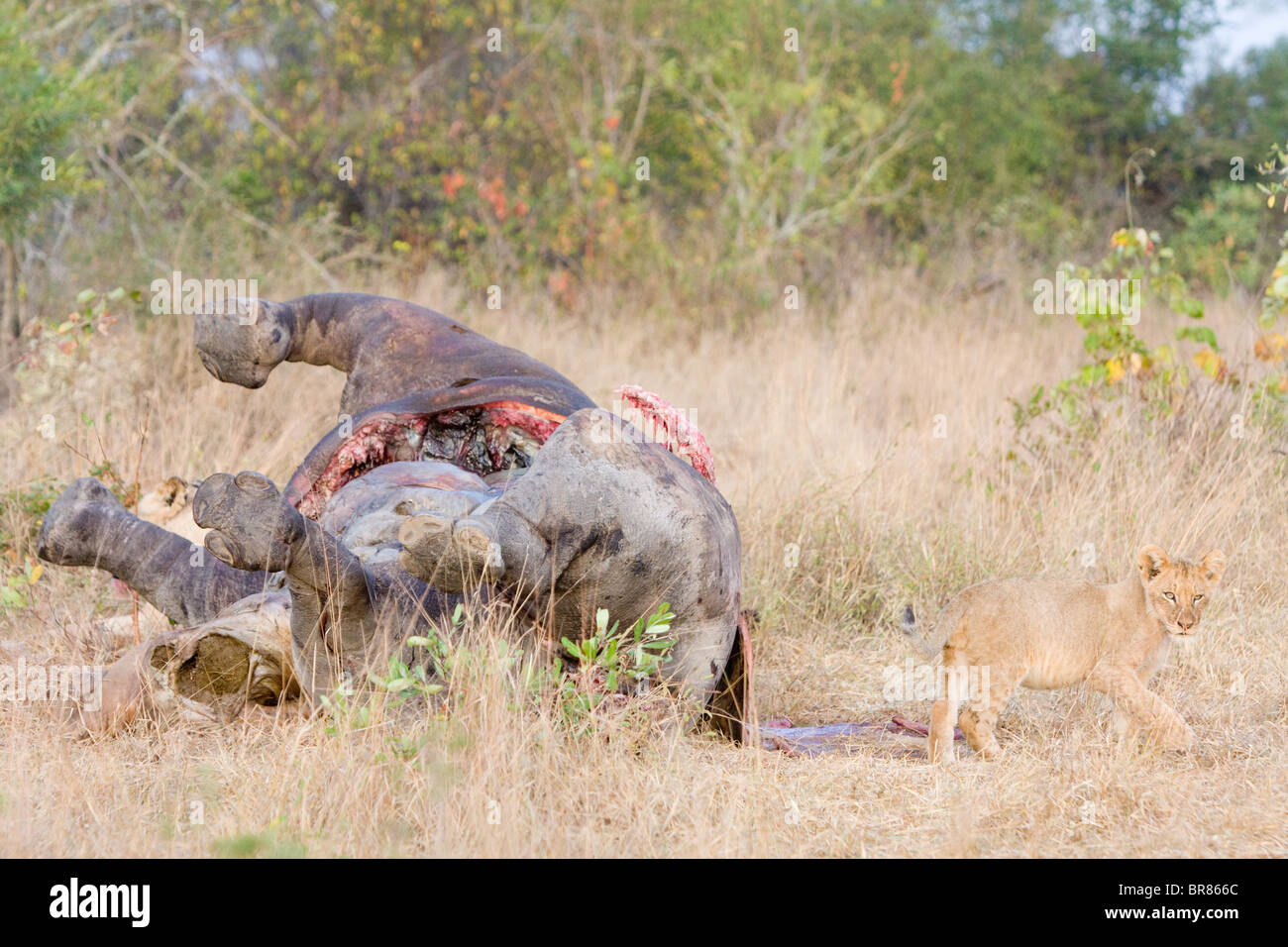 Lion cubs con morti ippona nel Parco Nazionale di Kruger in Sud Africa Foto Stock