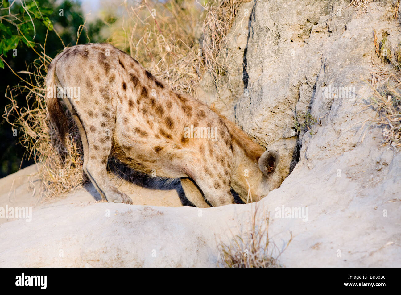 Spotted hyena entrando in den nel Parco Nazionale di Kruger, Sud Africa Foto Stock