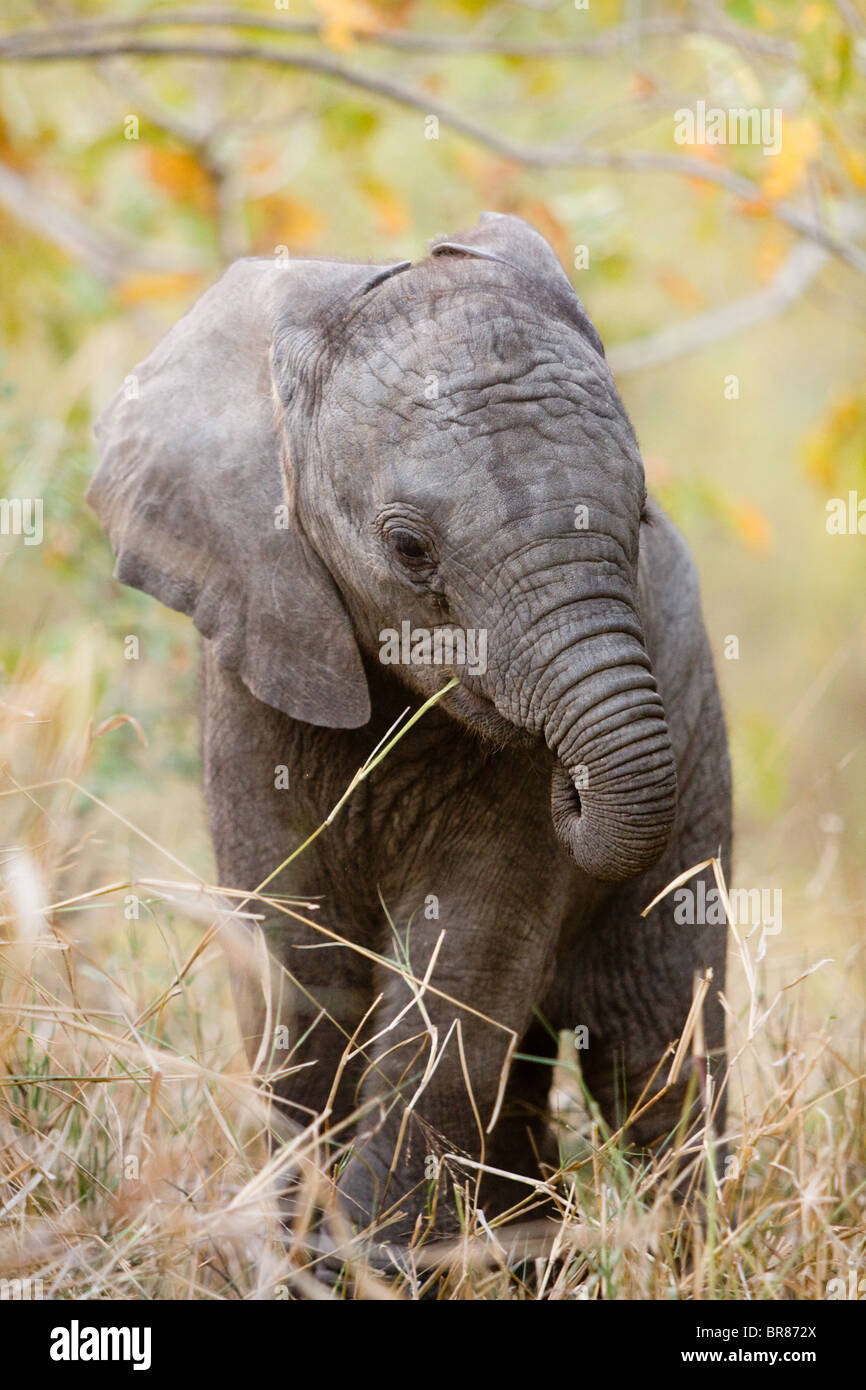 Elefante africano nel Parco Nazionale di Kruger, Sud Africa Foto Stock