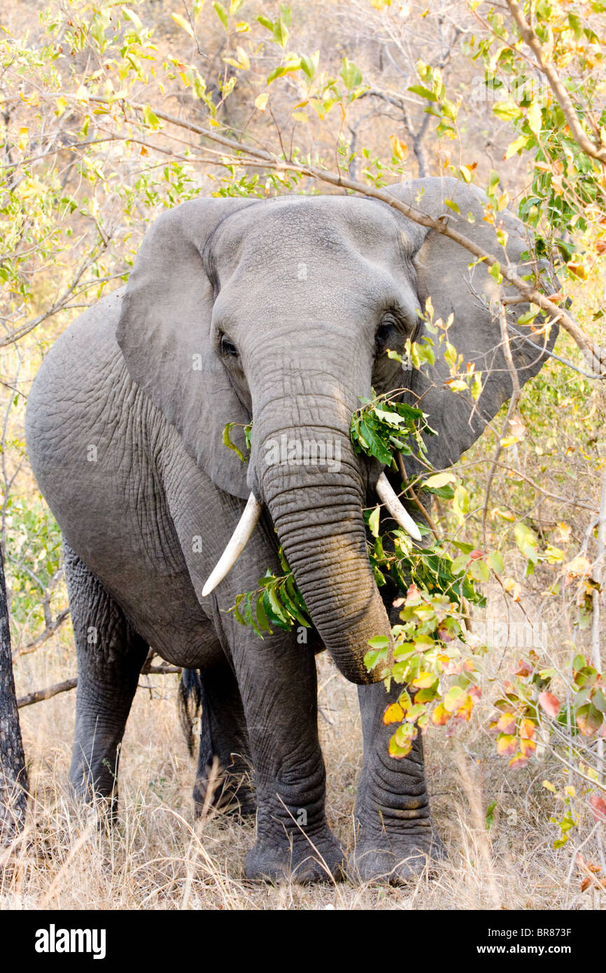 Elefante africano nel Parco Nazionale di Kruger, Sud Africa Foto Stock