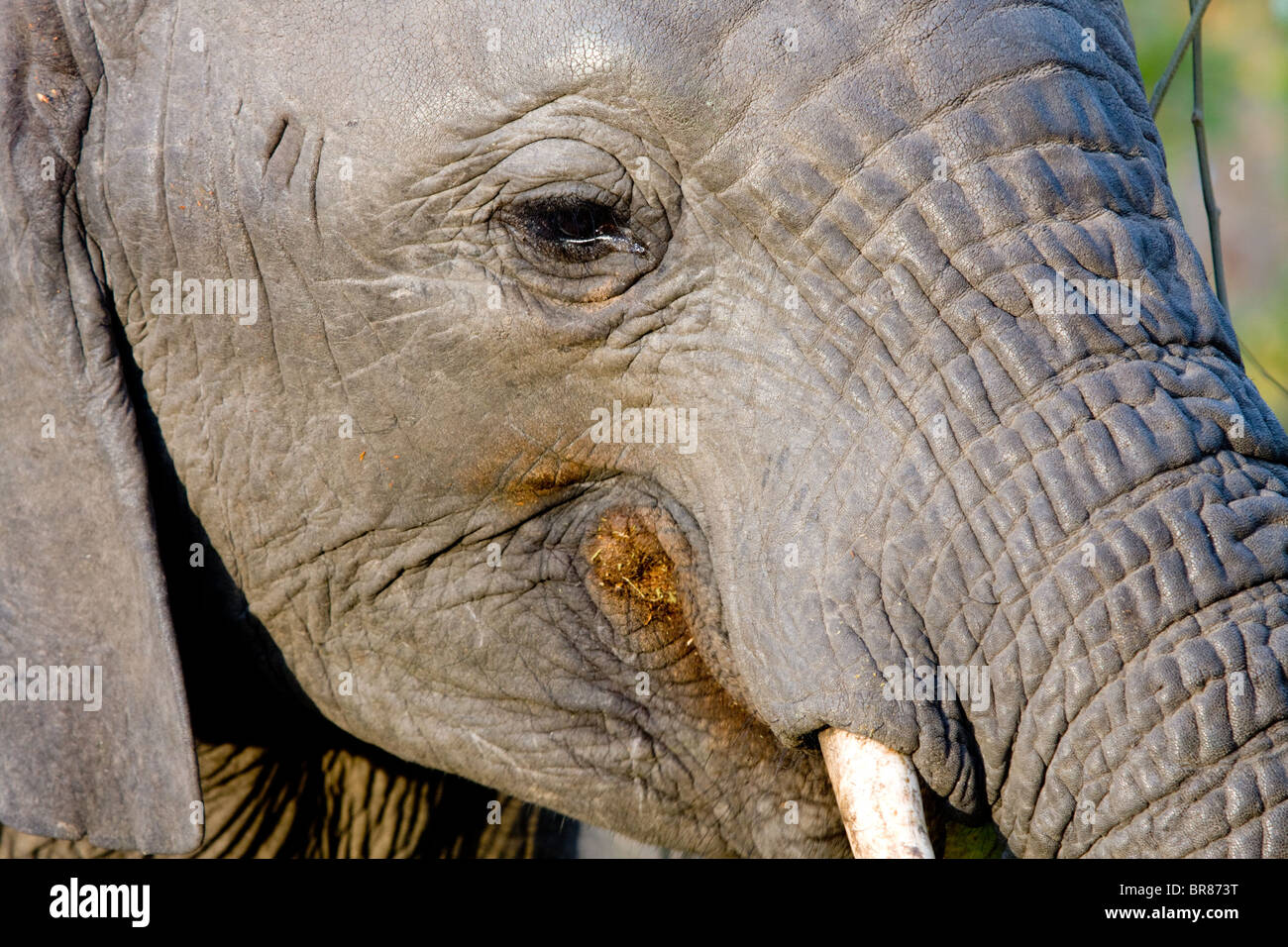 Elefante africano nel Parco Nazionale di Kruger, Sud Africa Foto Stock