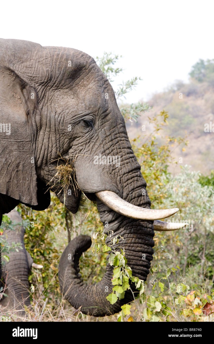 Elefante africano nel Parco Nazionale di Kruger, Sud Africa Foto Stock