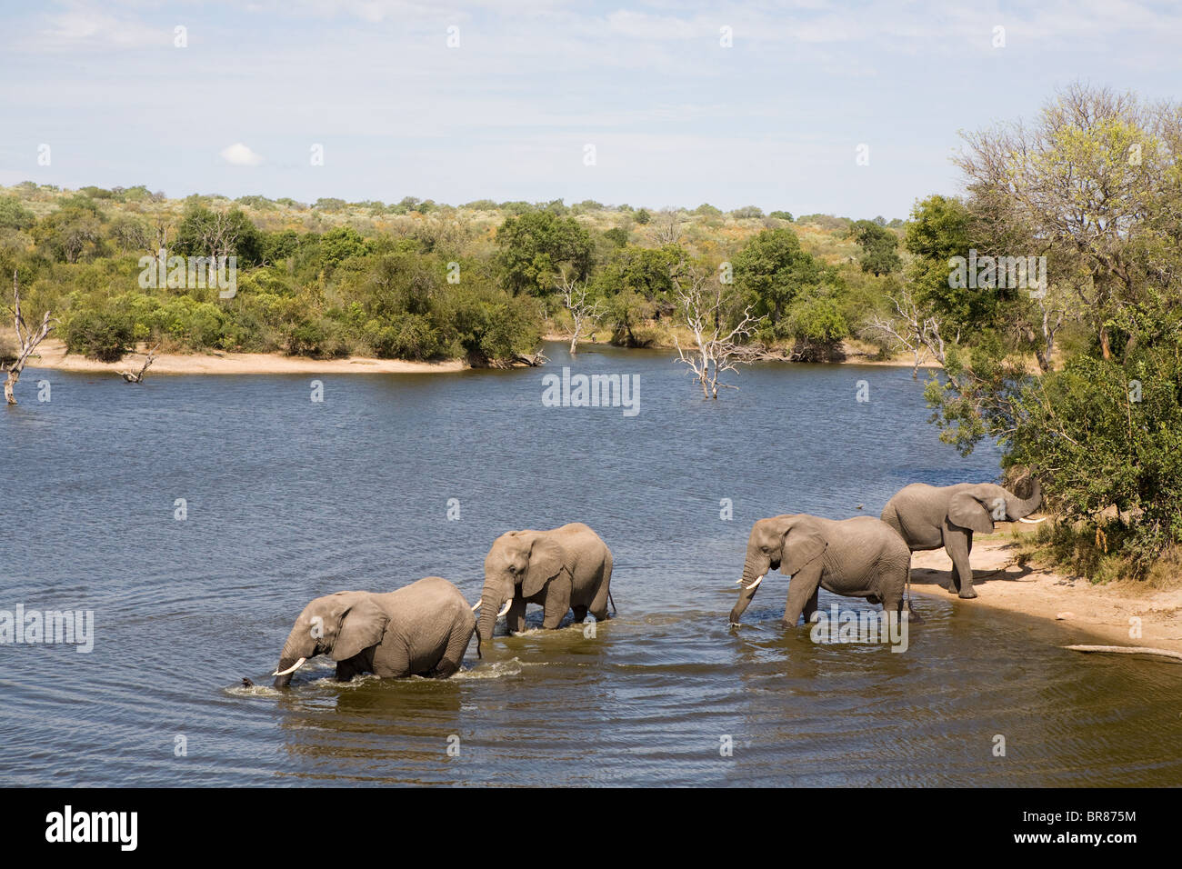 Gli elefanti africani nel Parco Nazionale di Kruger, Sud Africa Foto Stock