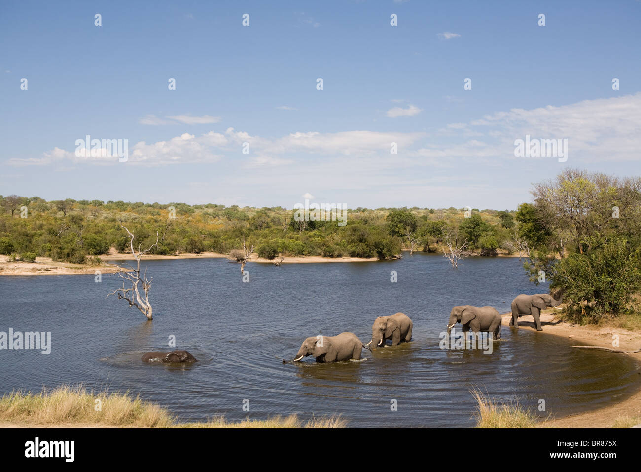 Gli elefanti africani nel Parco Nazionale di Kruger, Sud Africa Foto Stock