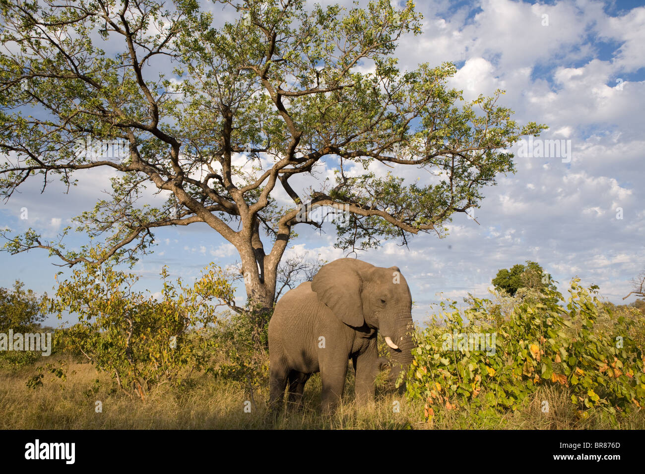 Elefante africano nel Parco Nazionale di Kruger, Sud Africa Foto Stock