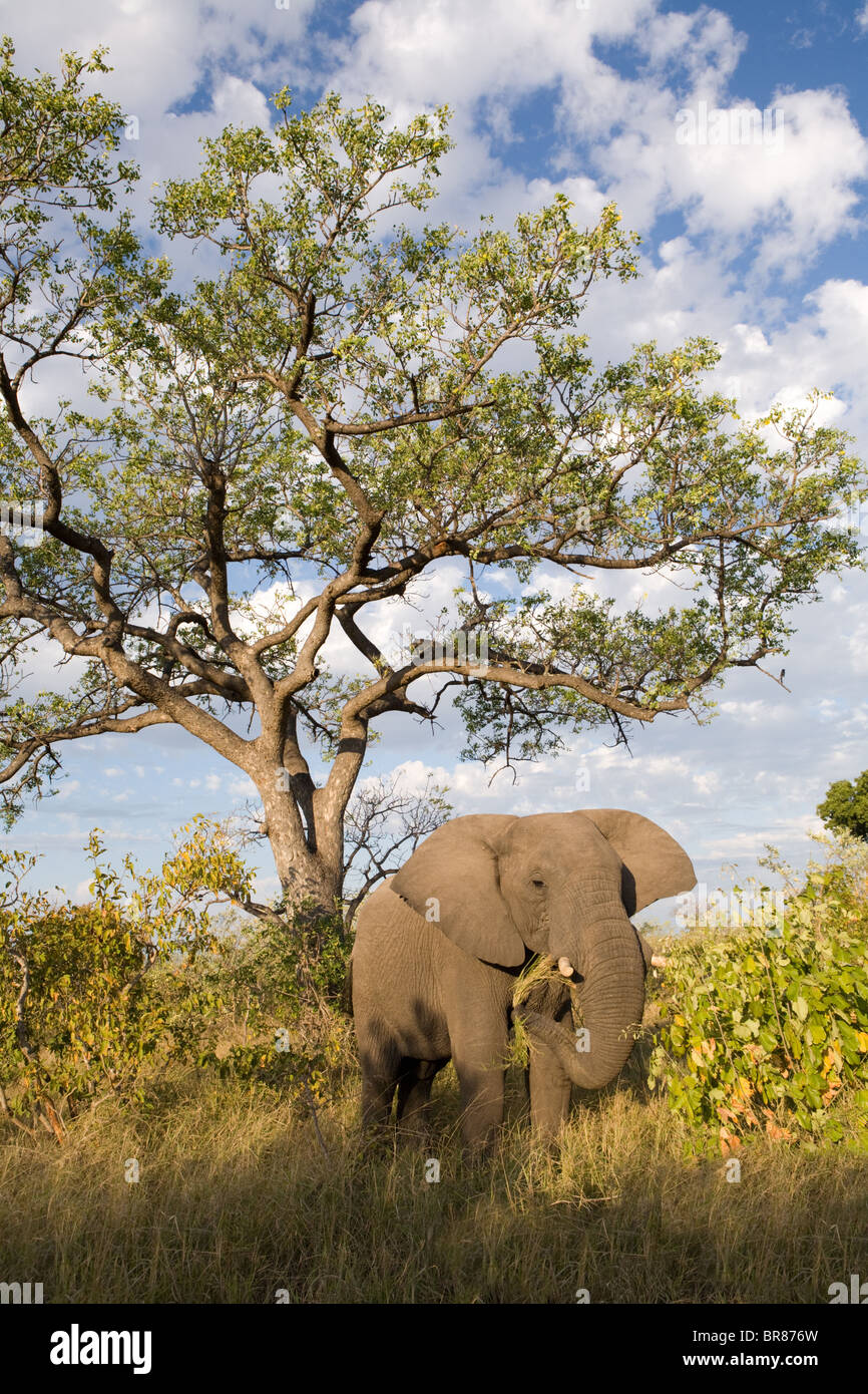 Elefante africano nel Parco Nazionale di Kruger, Sud Africa Foto Stock