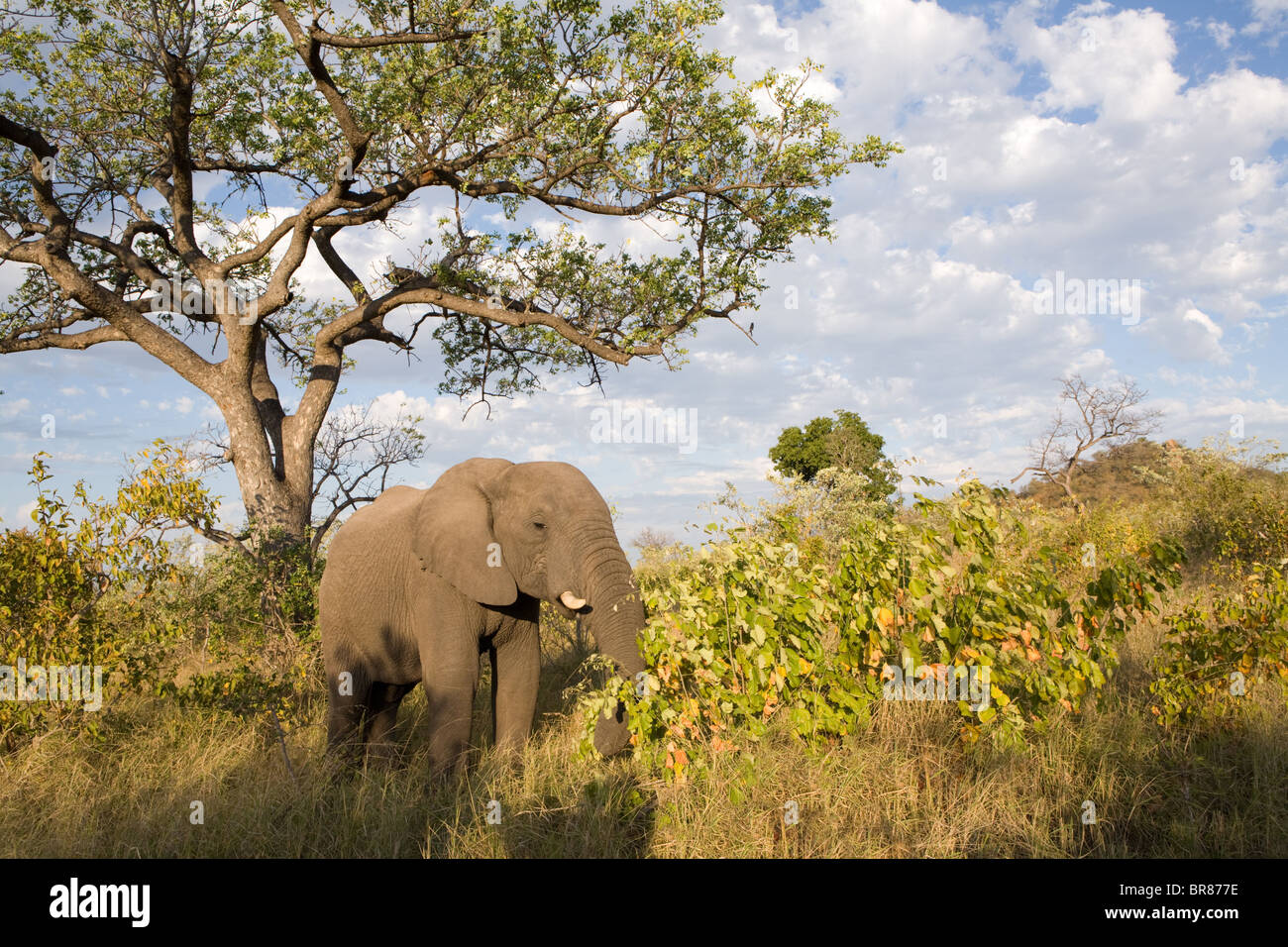 Elefante africano nel Parco Nazionale di Kruger, Sud Africa Foto Stock