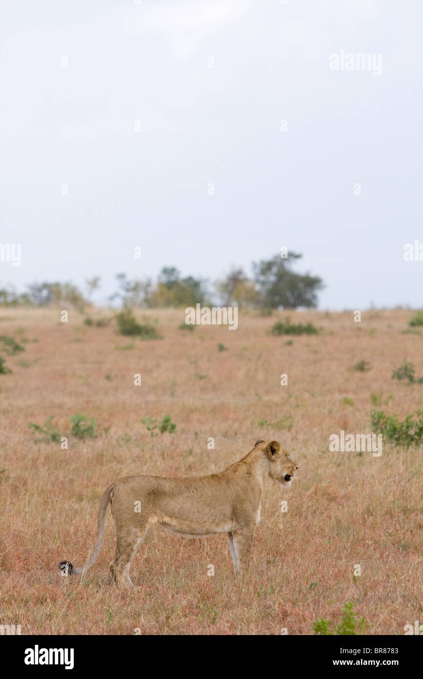 Una leonessa in piedi e guardare in un parco giochi in Sud Africa Foto Stock