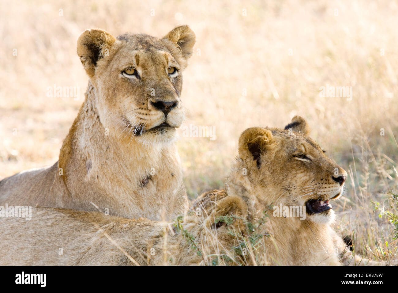 Leonessa con lion cubs nel Parco Nazionale di Kruger, Mpumalanga, Sud Africa Foto Stock
