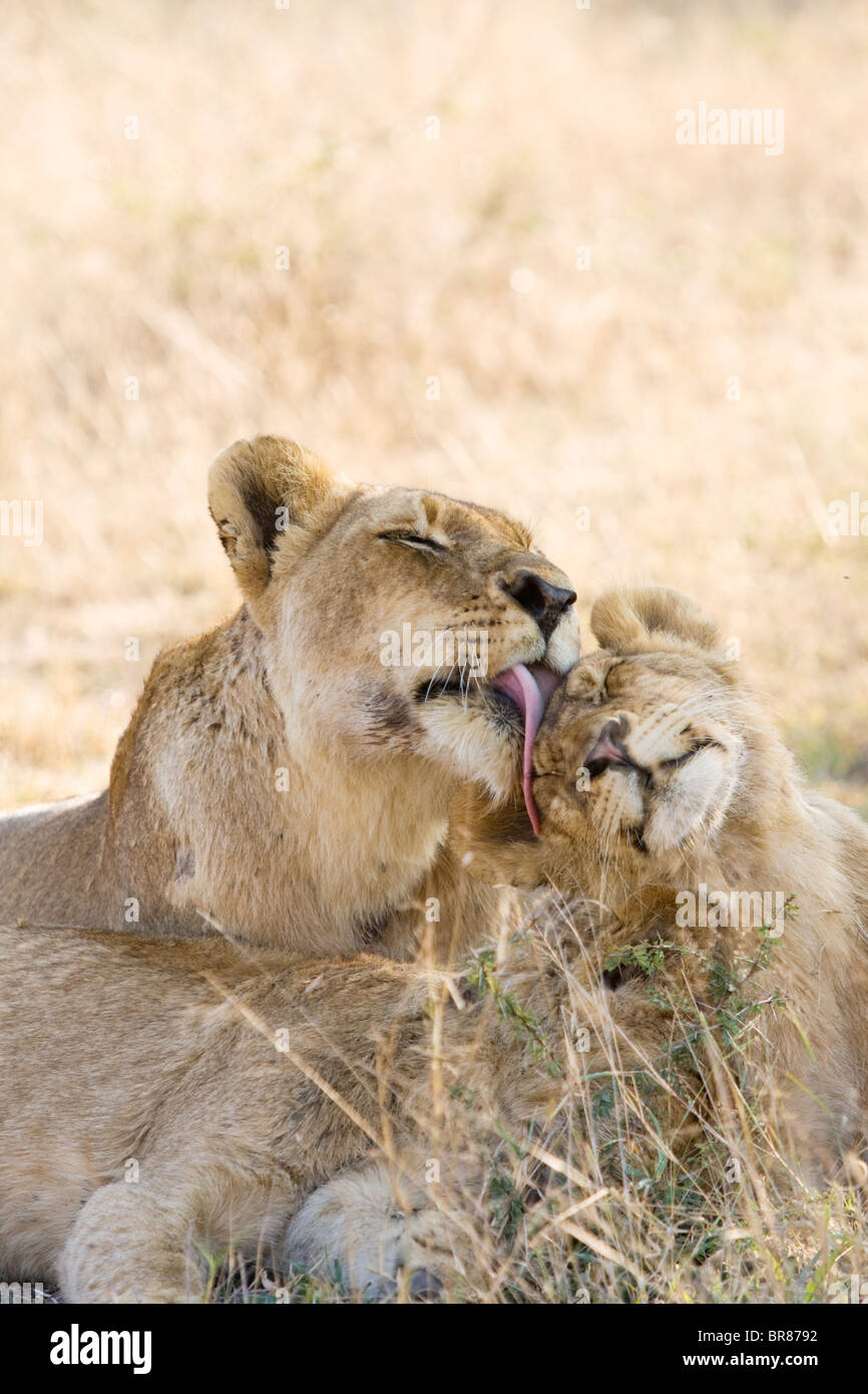 Leonessa a leccare e cuccioli di lavaggio in un parco giochi in Sud Africa Foto Stock