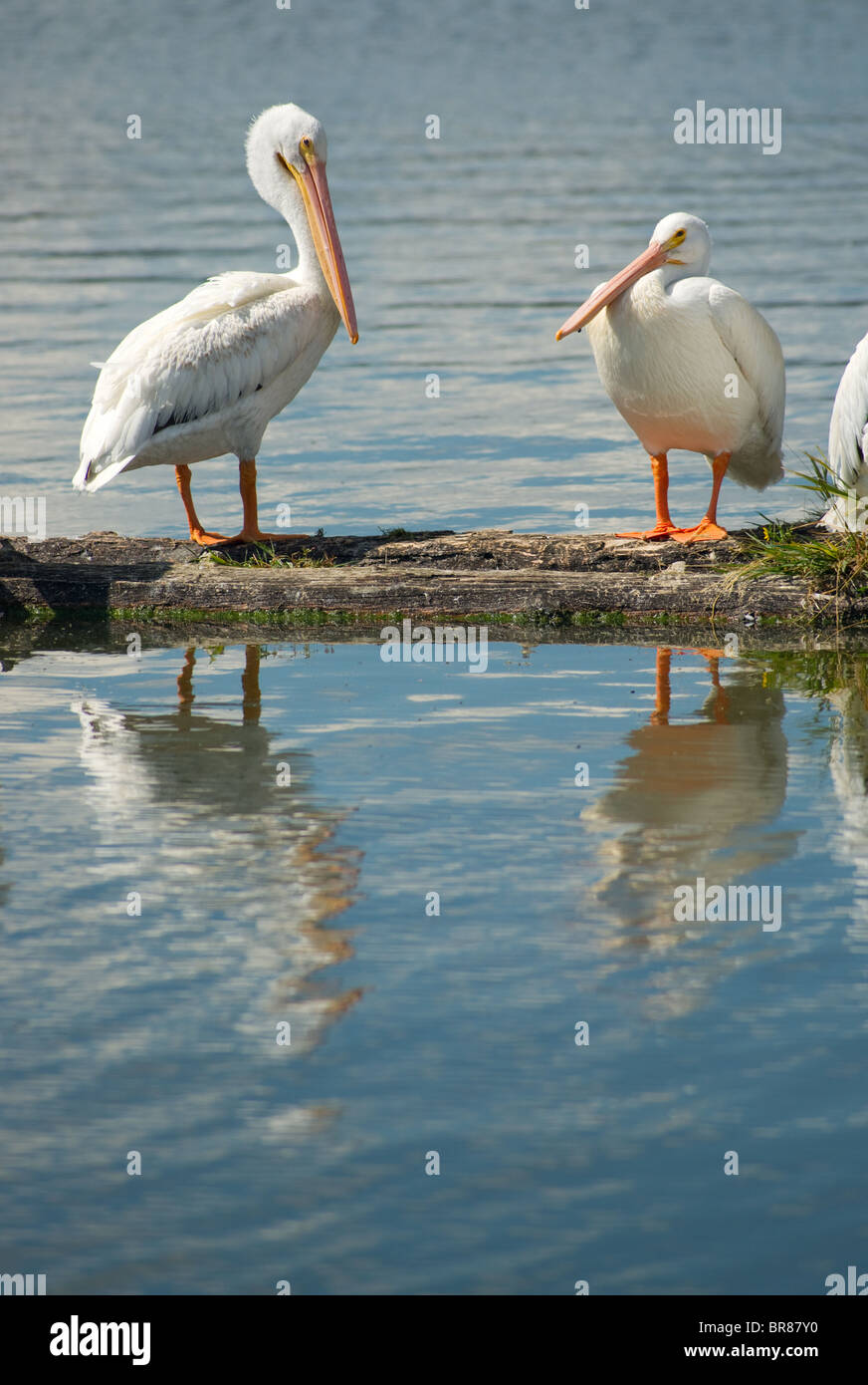 Pellicano di bagnarsi in luce del sole su un braccio del registro Foto Stock