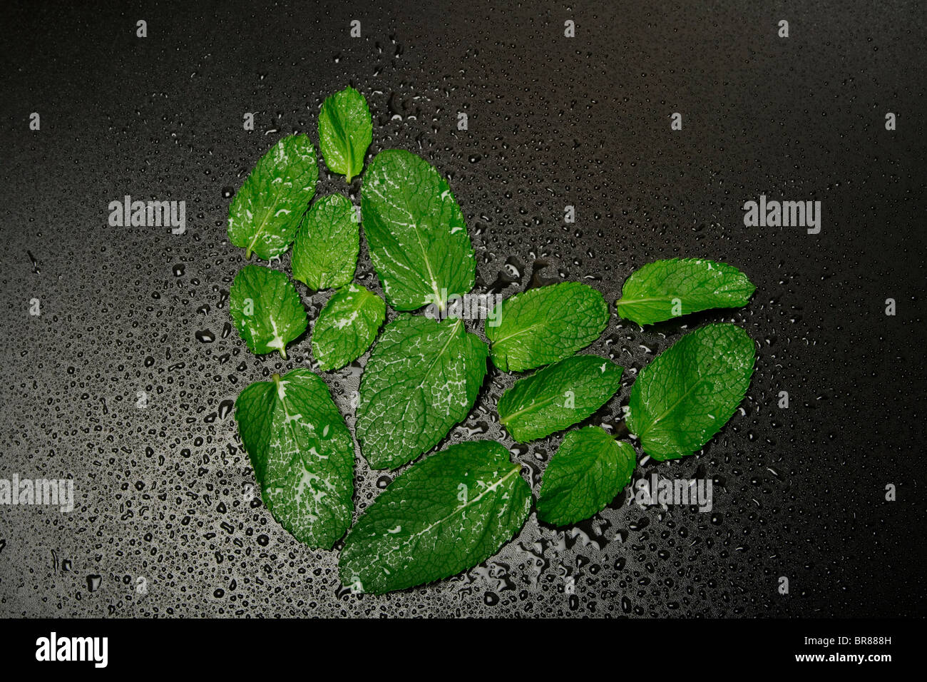 Cuore di menta piperita su sfondo nero. Foto Stock