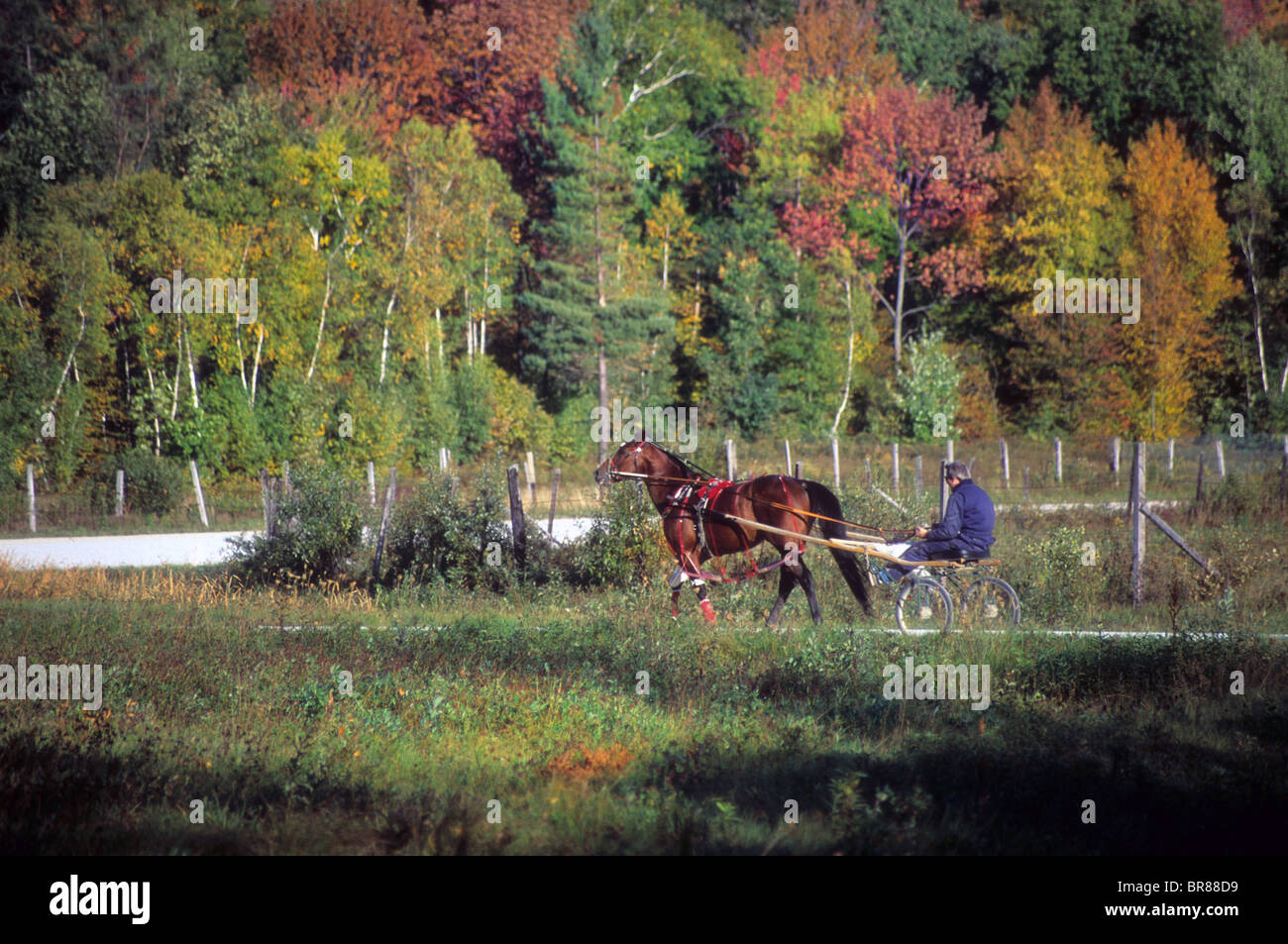 Horse surrey carro tirare trotto gara treno New England USA pista forestale purosangue animale Foto Stock