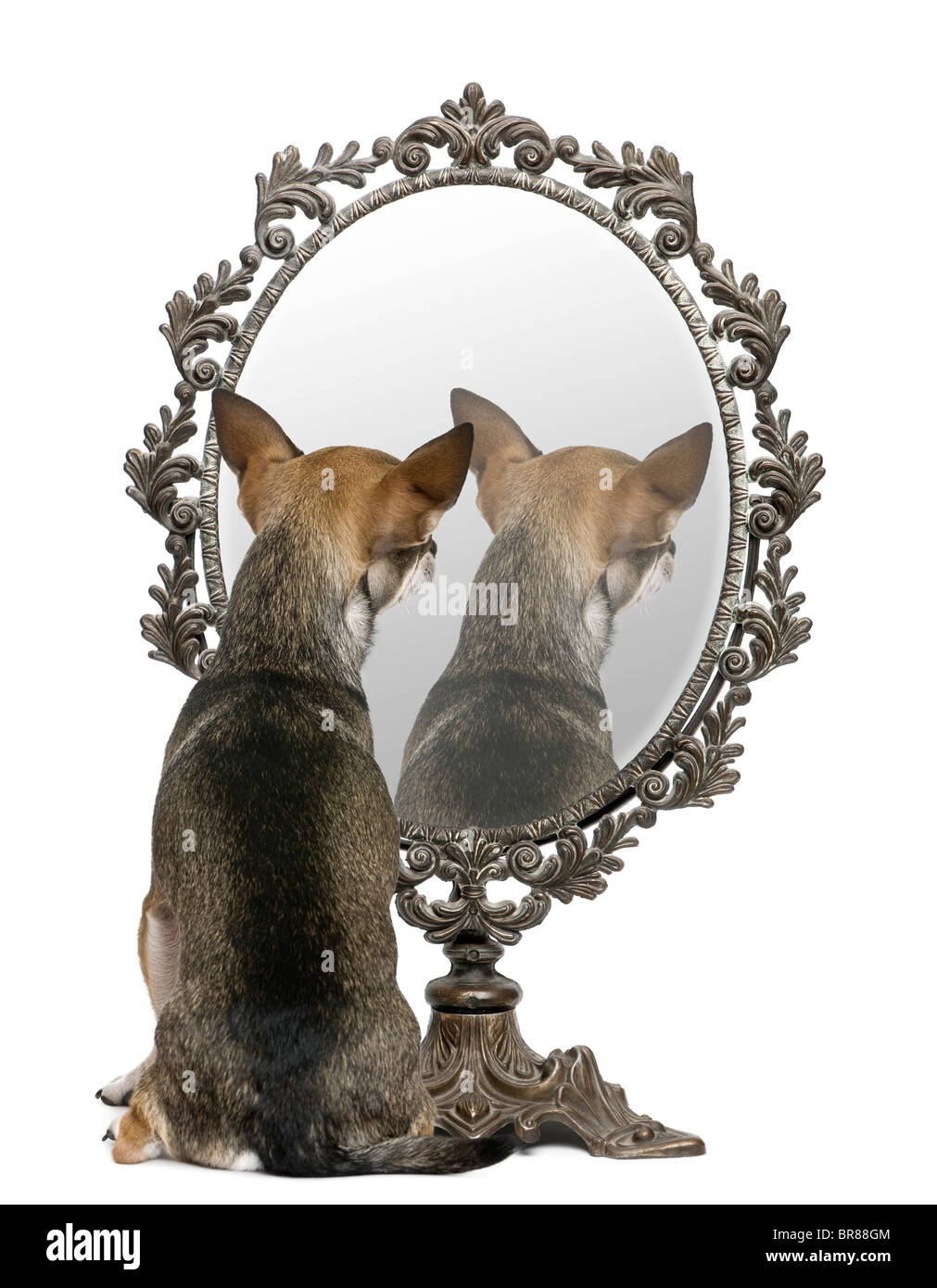 Chihuahua in cerca dello specchio di fronte a uno sfondo bianco Foto Stock