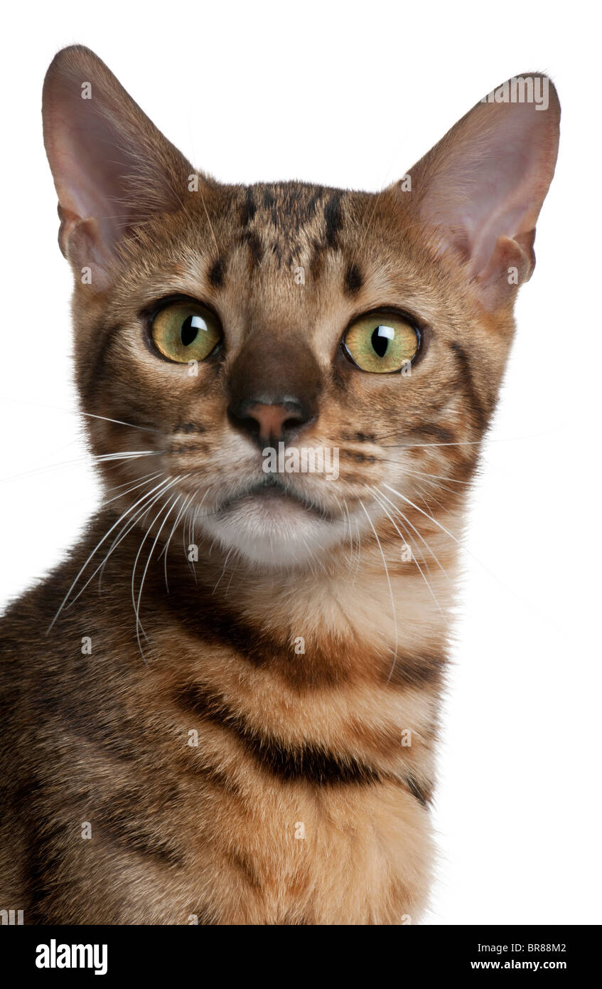 Close-up di Gatto bengala, 6 mesi di età, di fronte a uno sfondo bianco Foto Stock