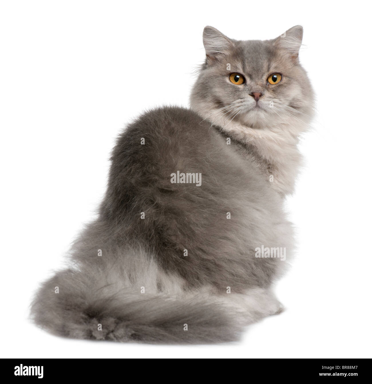 British Longhair Cat, 1 anno di età, seduto di fronte a uno sfondo bianco Foto Stock