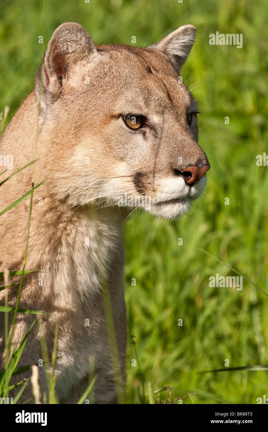 Mountain lion, Felis (Puma concolor), nativo di Canada, USA, Messico,  America Centrale e Sud America Foto stock - Alamy