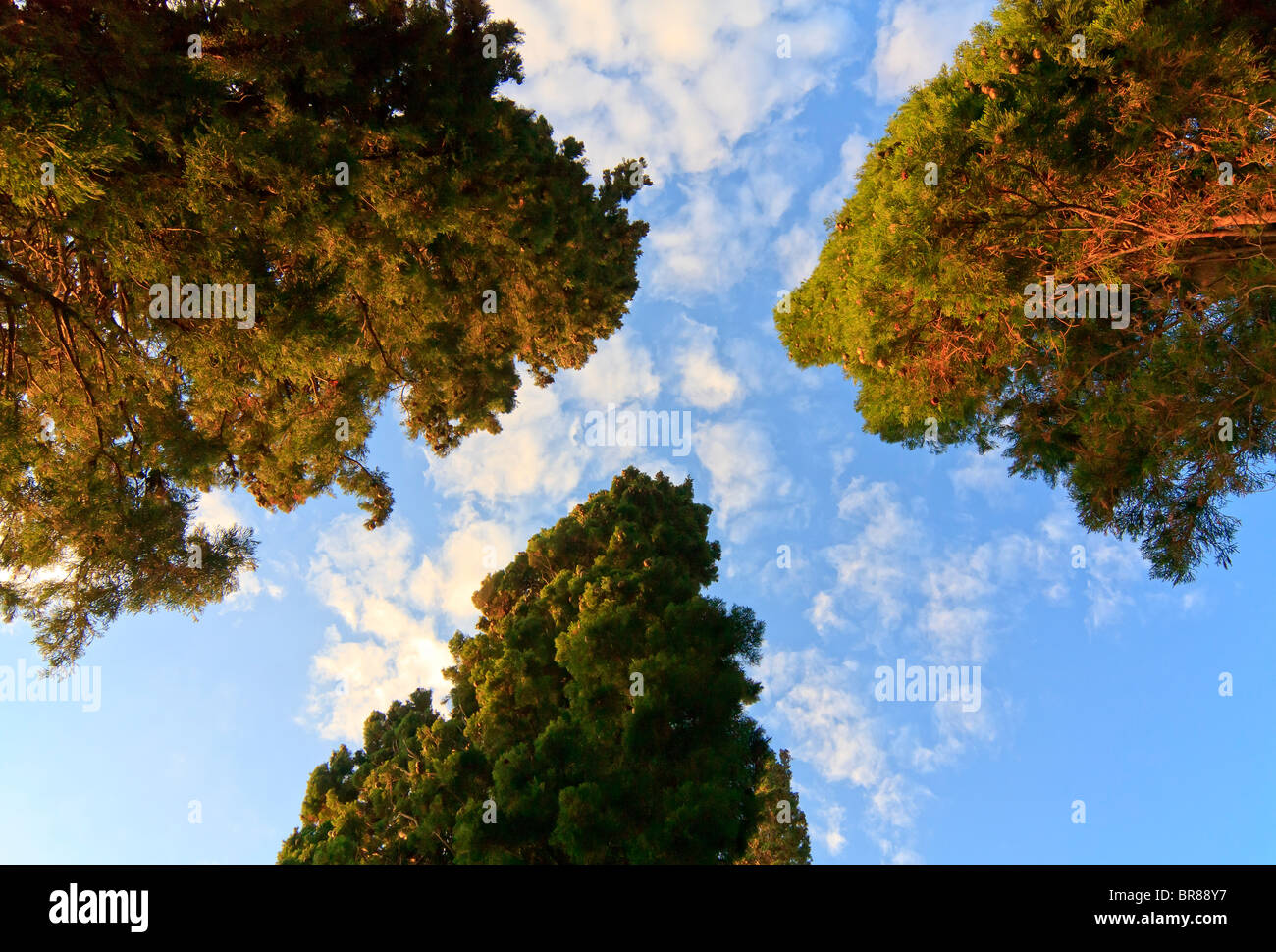 Tre cime degli alberi per raggiungere il cielo nuvoloso Foto Stock