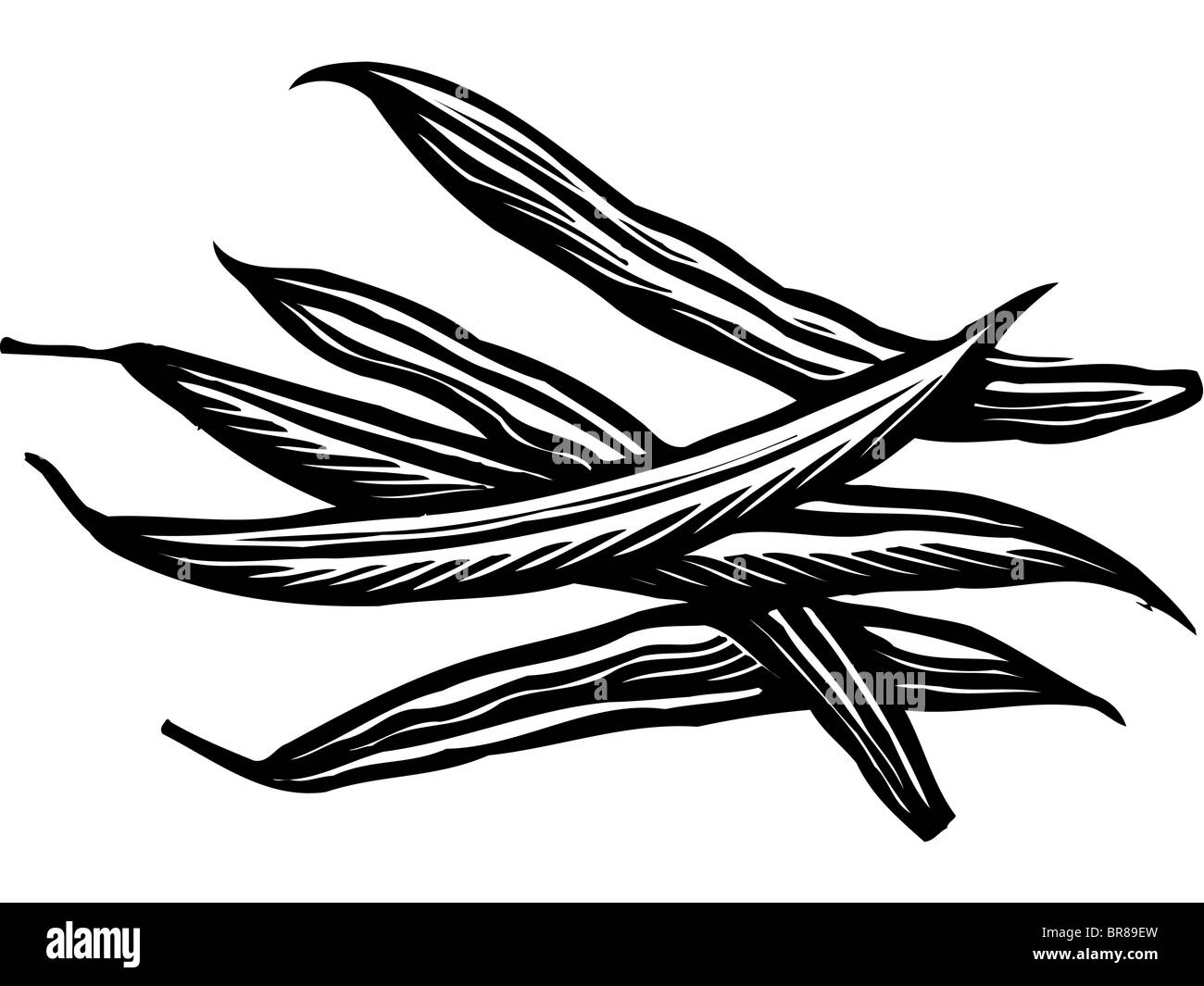 Una illustrazione di fagioli in bianco e nero Foto Stock