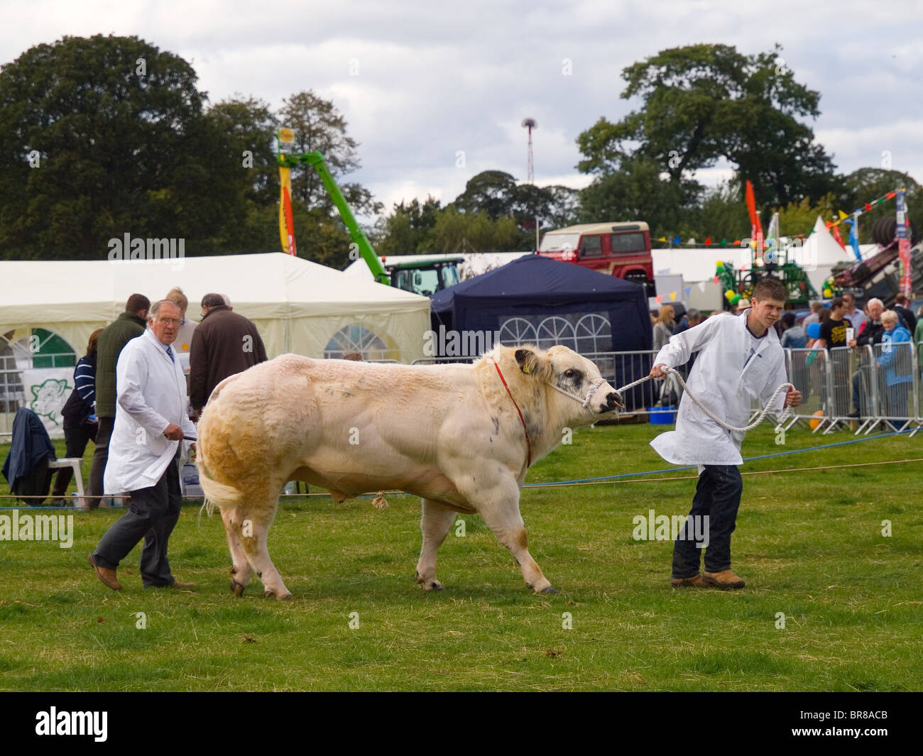 Gli agricoltori con un Charolais bull nel mostrare l'anello Stokesley Agricultural Show 2010 Foto Stock