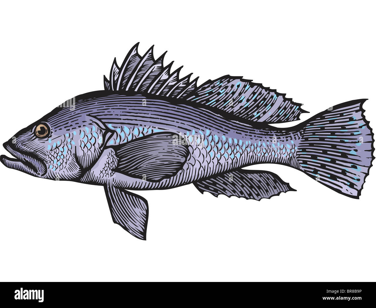 Il disegno di una spigola Foto Stock