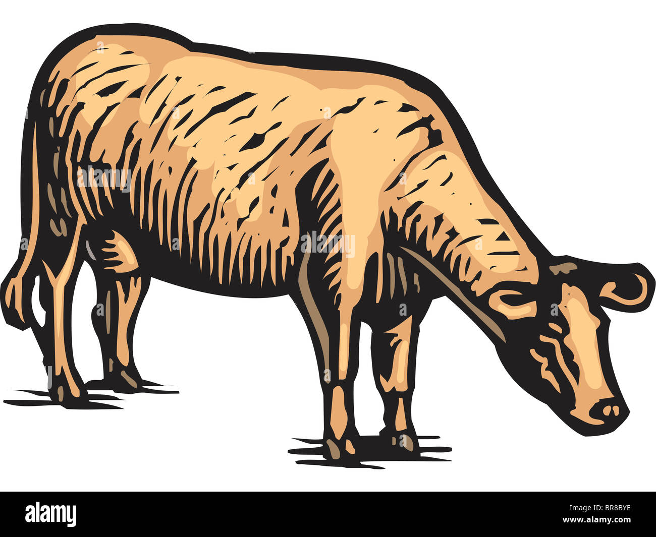 Una foto di una mucca al pascolo Foto Stock