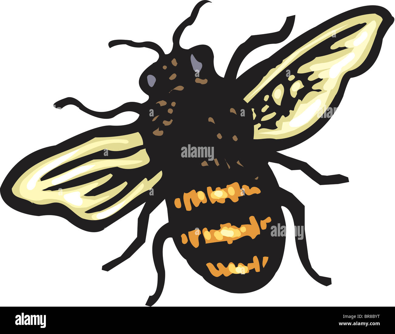 Una illustrazione di un ape Foto Stock
