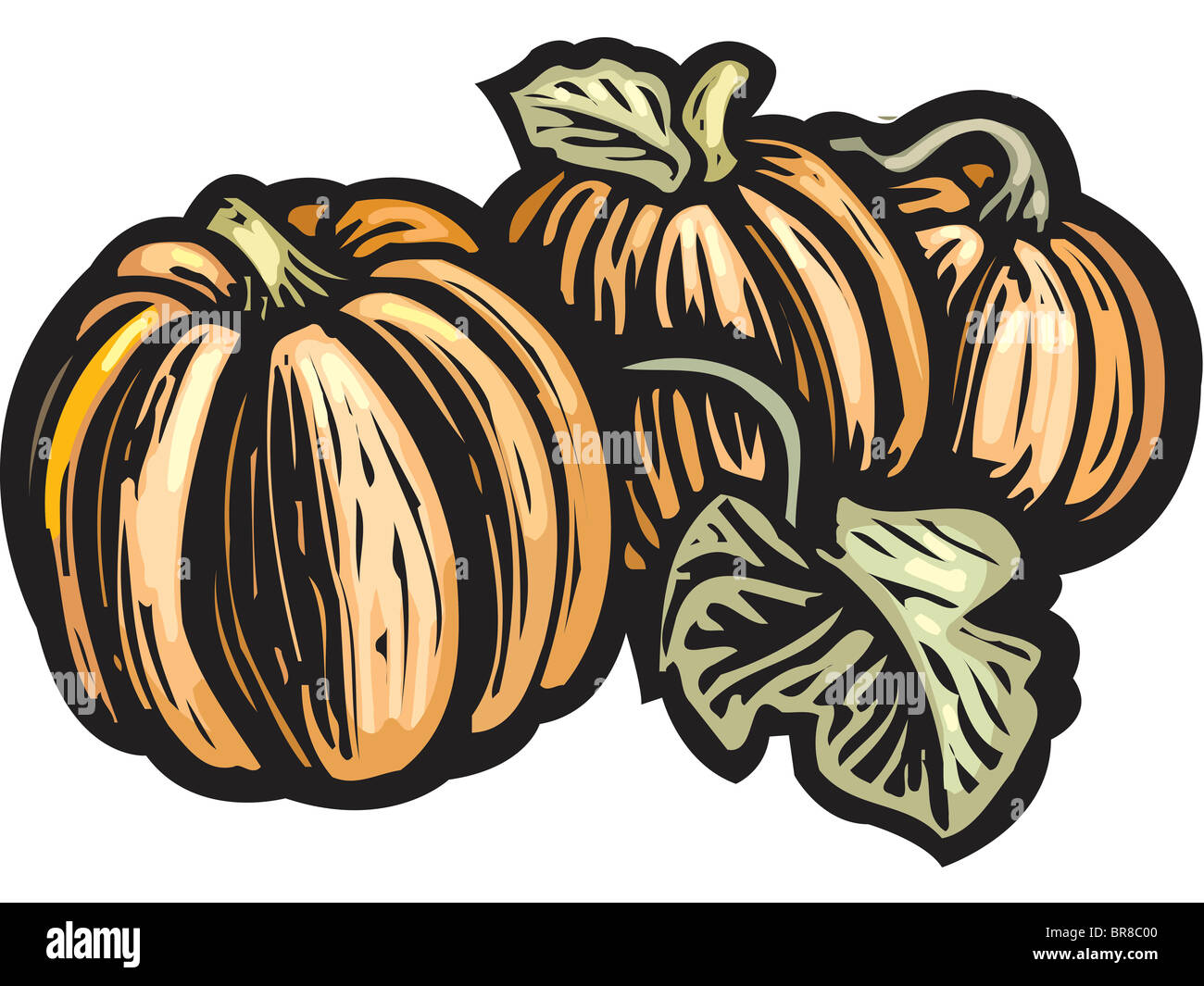 Un disegno di tre varietà di zucche Foto Stock